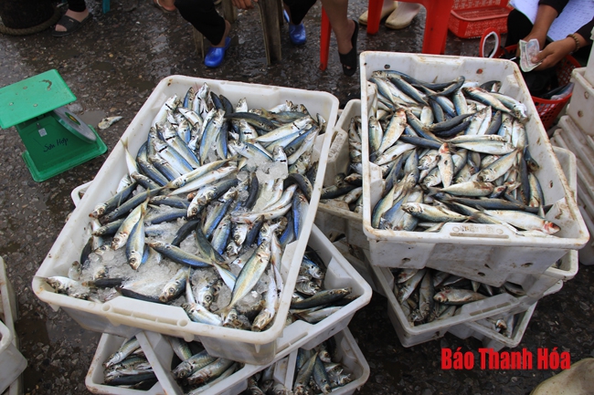 Nhộn nhịp chợ cá cảng Hới