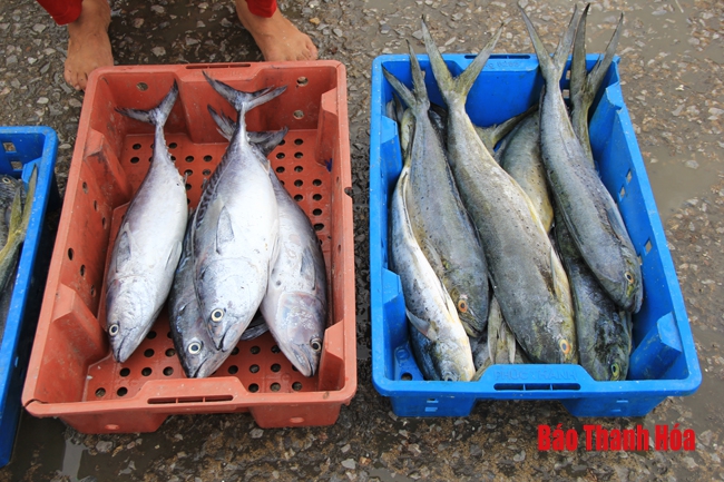 Nhộn nhịp chợ cá cảng Hới