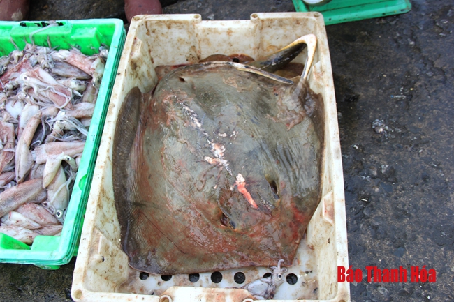 Nhộn nhịp chợ cá cảng Hới