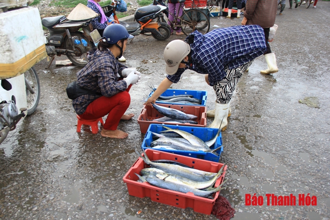 Nhộn nhịp chợ cá cảng Hới