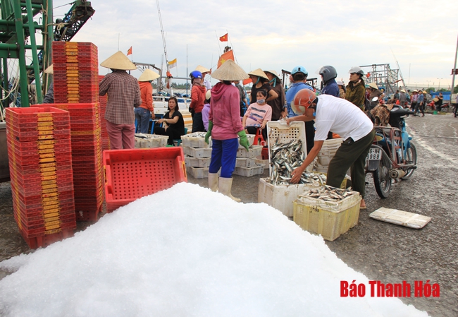 Nhộn nhịp chợ cá cảng Hới