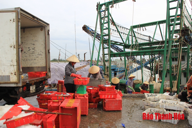 Nhộn nhịp chợ cá cảng Hới