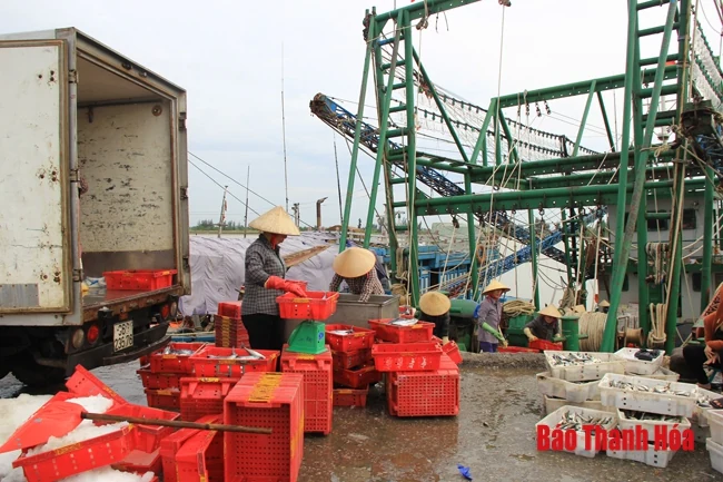 Nhộn nhịp chợ cá cảng Hới