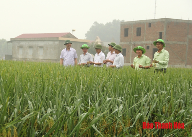 HTX dịch vụ nông nghiệp Thiệu Nguyên năng động phát triển sản xuất, kinh doanh