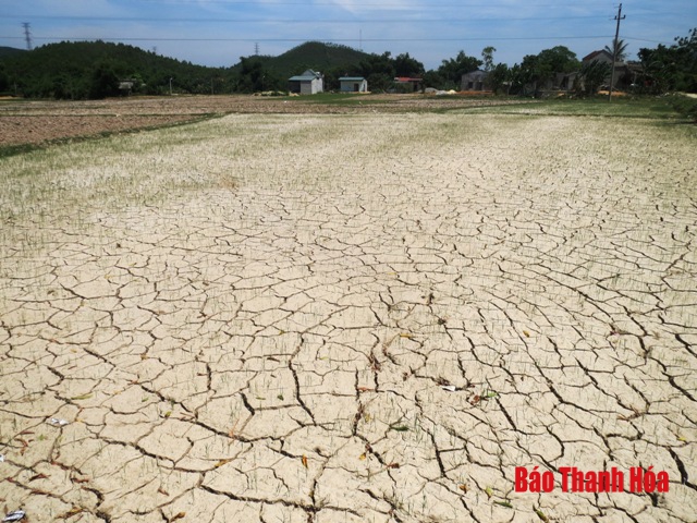 Tĩnh Gia: Trên 60% diện tích lúa của xã Phú Sơn có nguy cơ bị chết do thiếu nước