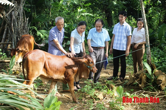 Hội Nông dân tỉnh giao bò giống sinh sản hỗ trợ người nghèo xã Cao Ngọc