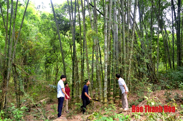 Phát triển hiệu quả và bền vững giá trị cây luồng xứ Thanh