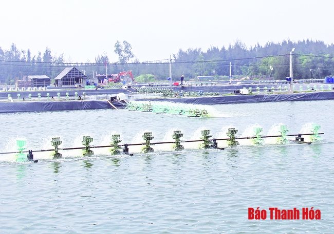 Huyện Quảng Xương phát triển kinh tế trang trại