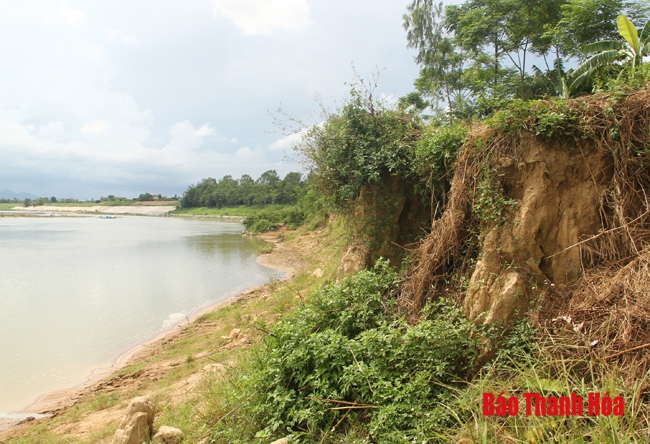 Bãi bồi sông Chu qua xã Phú Yên tiếp tục sạt lở nghiêm trọng