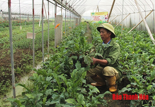 Huyện Triệu Sơn chuyển đổi gần 354 ha đất lúa kém hiệu quả