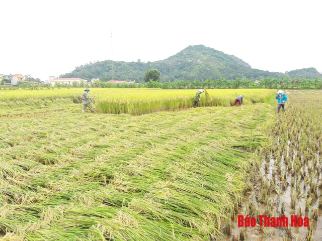  Huyện Vĩnh Lộc: Chủ động thu hoạch lúa mùa nhằm tránh thiệt hại do mưa bão