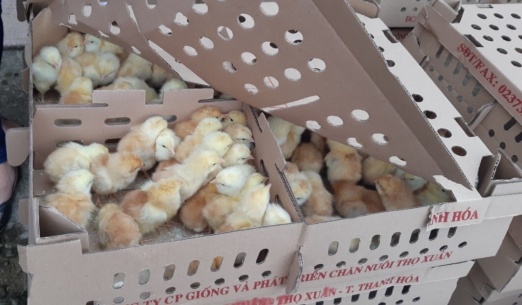 Trao 4.000 con gà giống cho các bí thư chi đoàn tiên phong khởi nghiệp