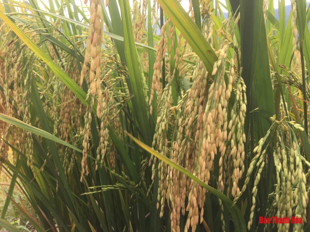 Mùa Thu trên những nẻo đường tuần tra