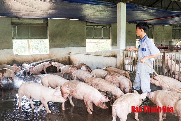 Tập trung chỉ đạo thực hiện chăn nuôi an toàn sinh học, kiểm soát tái đàn lợn để phòng, chống bệnh Dịch tả lợn Châu Phi