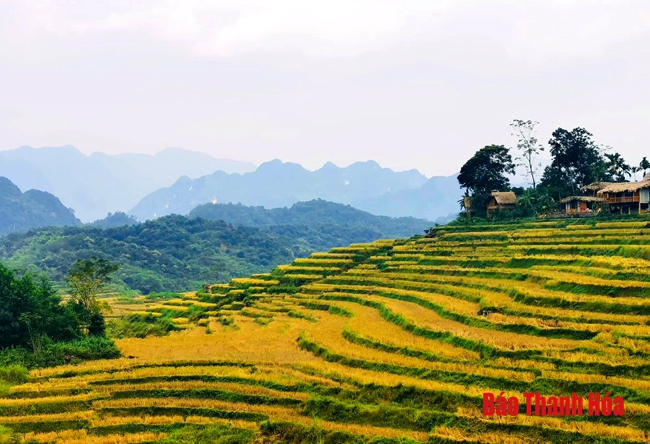 Rực rỡ mùa vàng Pù Luông