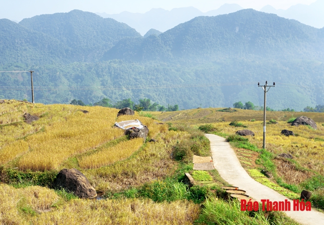 Rực rỡ mùa vàng Pù Luông