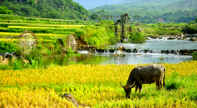 Rực rỡ mùa vàng Pù Luông