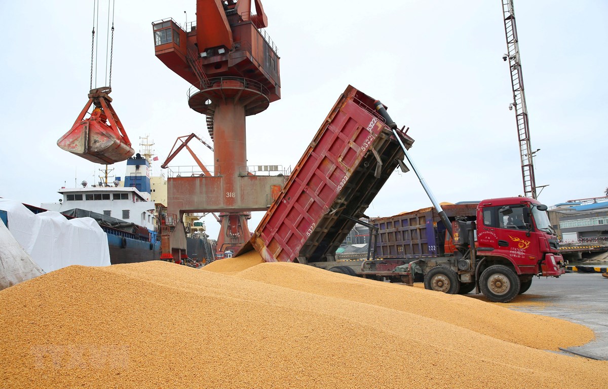 Trung Quốc tiếp tục mua đậu tương Mỹ dù thiếu kho chứa