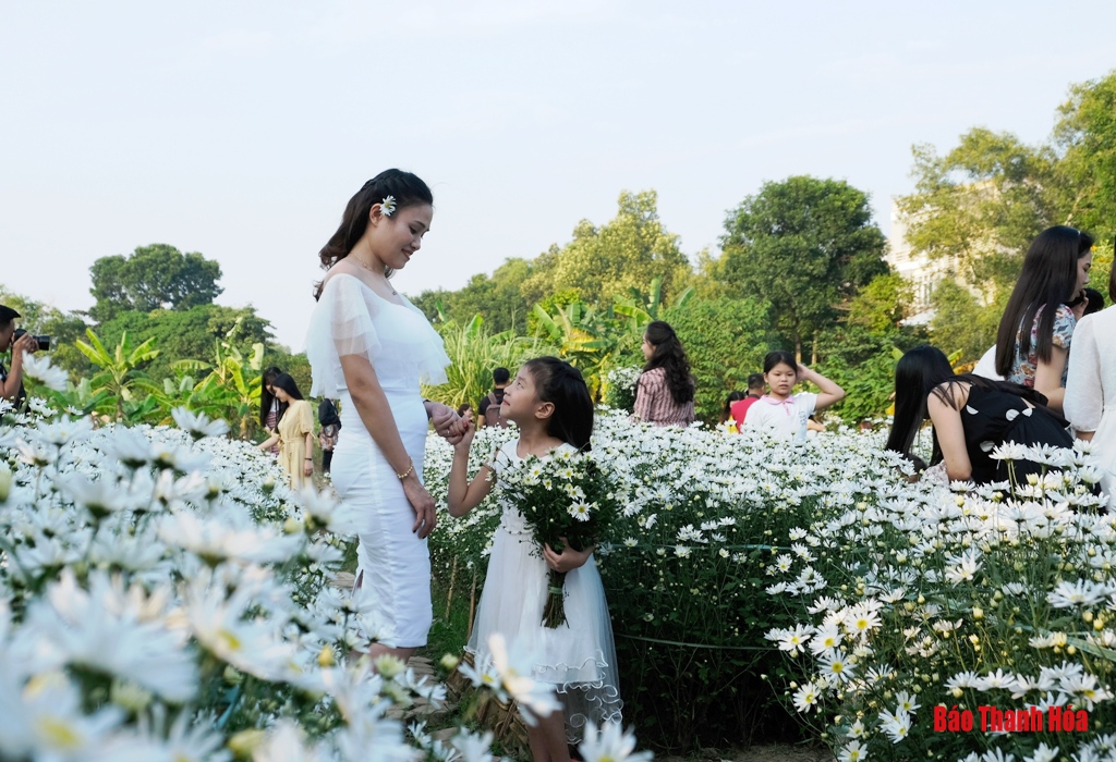 Dịu dàng mùa cúc họa mi