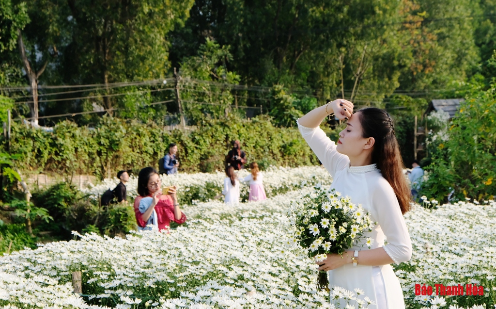 Dịu dàng mùa cúc họa mi
