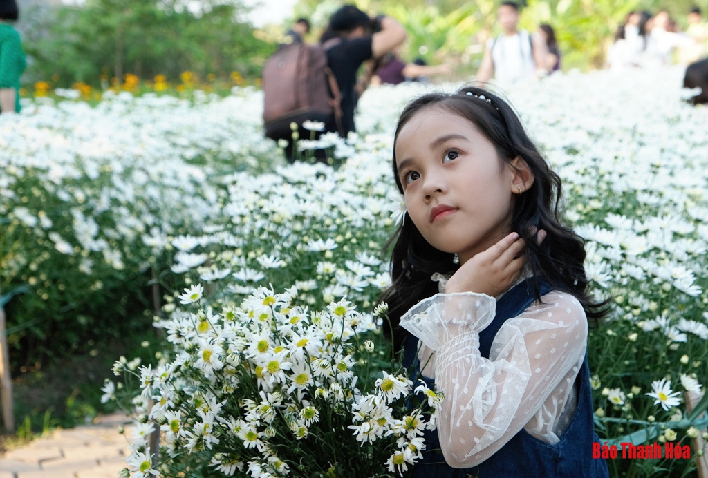 Dịu dàng mùa cúc họa mi
