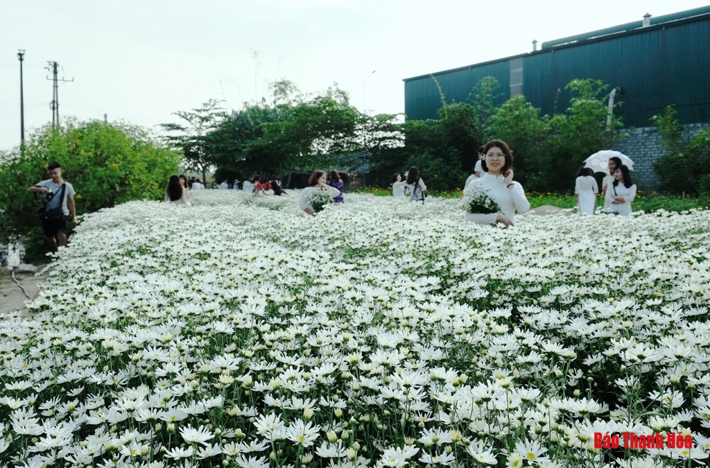 Dịu dàng mùa cúc họa mi