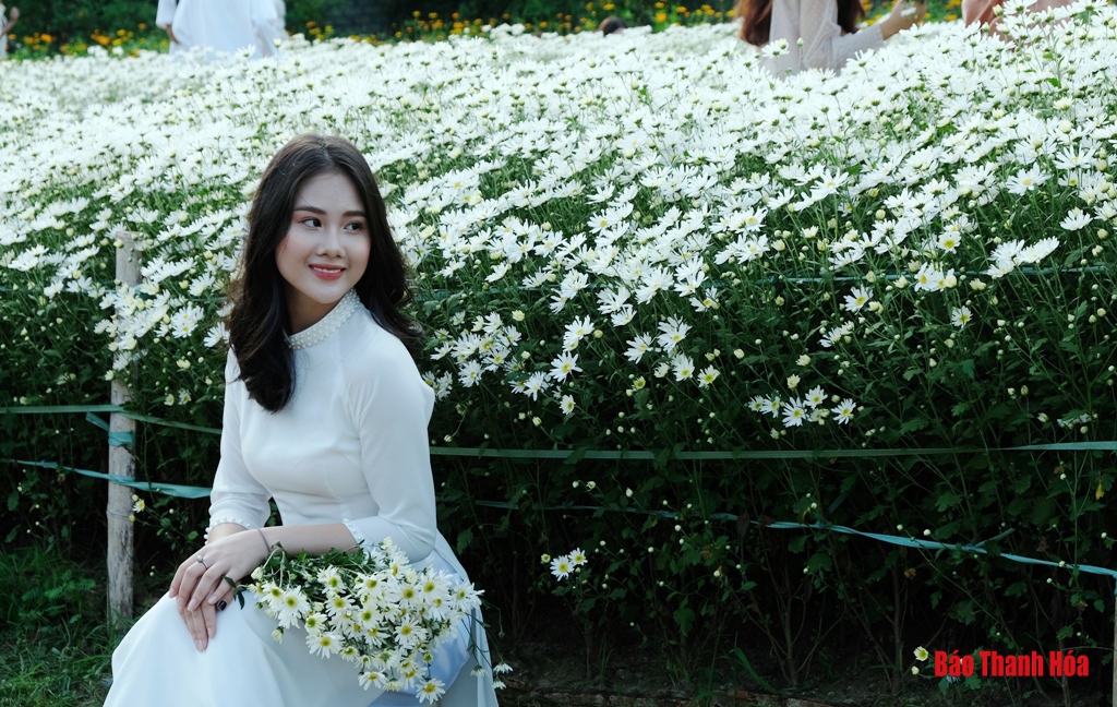 Dịu dàng mùa cúc họa mi