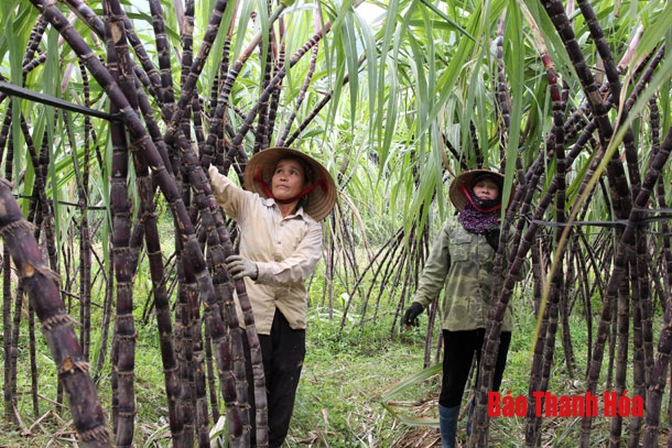 Xã Điền Trung (Bá Thước) trồng 315 ha mía tím
