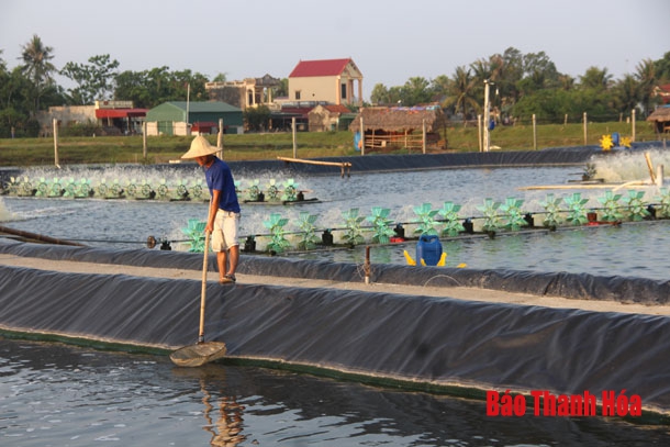 Đa dạng hóa đối tượng trong nuôi trồng thủy sản ở huyện Tĩnh Gia