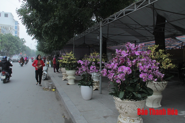 Không tổ chức bán hoa, cây cảnh dịp Tết Nguyên đán Canh Tý tại Quảng trường Lam Sơn