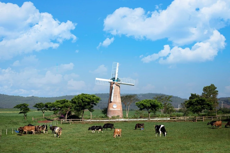 Vì sao sữa tươi Organic của Vinamilk được người tiêu dùng Singapore ưu chuộng