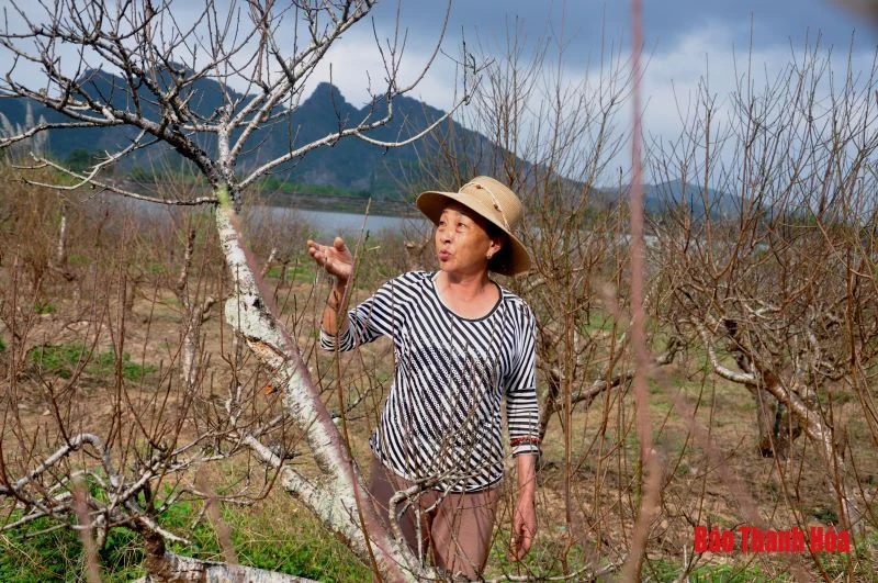“Chúa đào” nơi thâm sơn cùng cốc