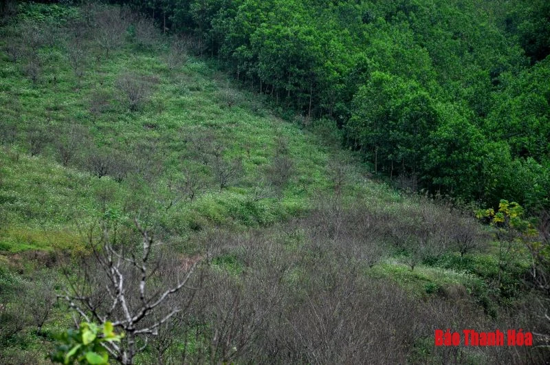 “Chúa đào” nơi thâm sơn cùng cốc