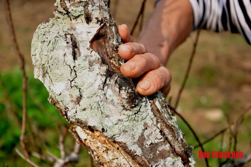 “Chúa đào” nơi thâm sơn cùng cốc