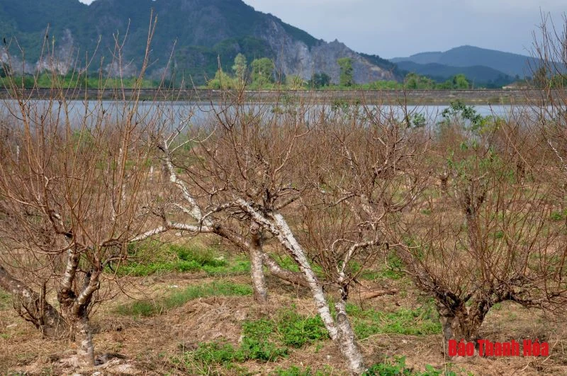 “Chúa đào” nơi thâm sơn cùng cốc