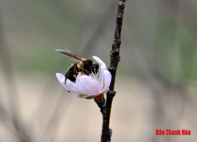 “Chúa đào” nơi thâm sơn cùng cốc