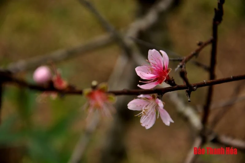 “Chúa đào” nơi thâm sơn cùng cốc