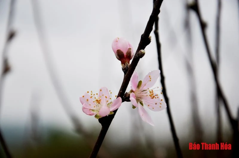 “Chúa đào” nơi thâm sơn cùng cốc