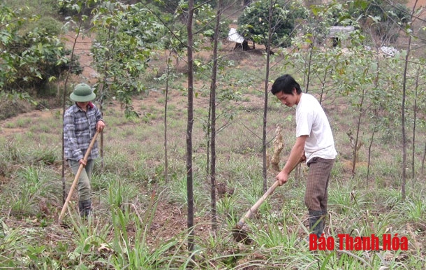Toàn tỉnh có 94.550 ha dược liệu dưới tán rừng được khai thác bền vững