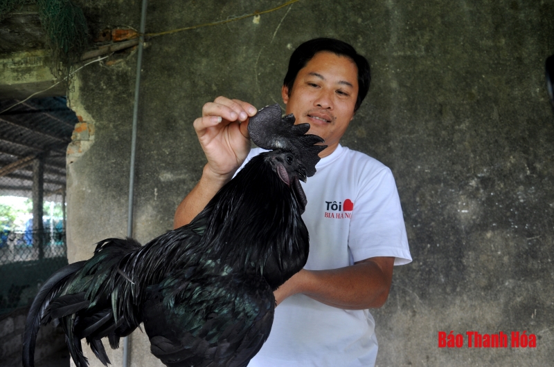 Trại gà H’Mông “cháy” hàng dịp Tết
