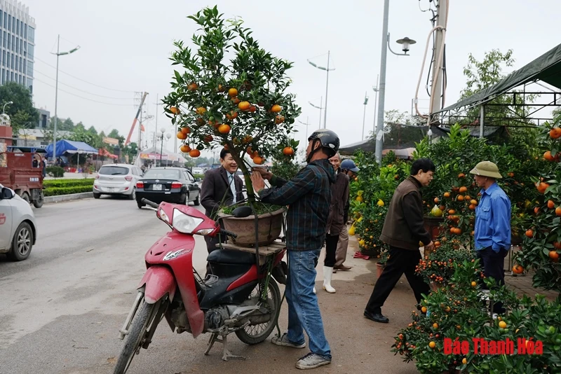 Chở đào, quất thuê kiếm tiền triệu mỗi ngày