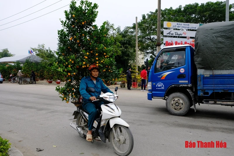 Chở đào, quất thuê kiếm tiền triệu mỗi ngày