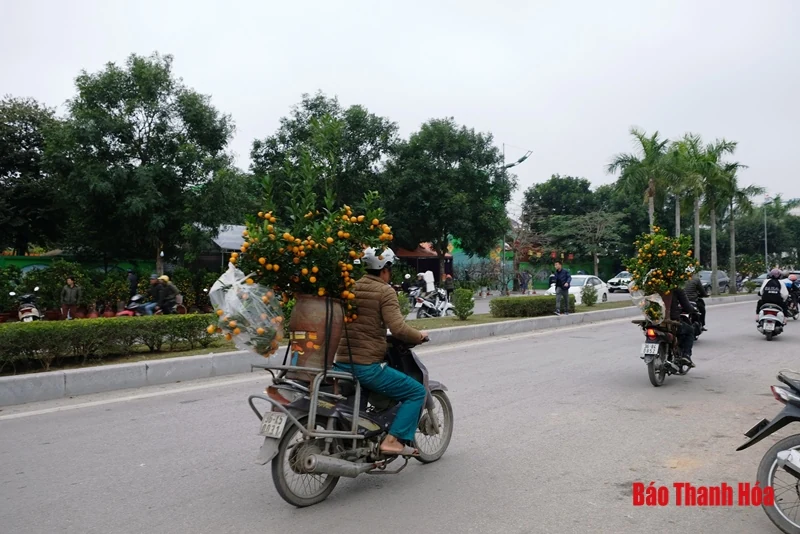 Chở đào, quất thuê kiếm tiền triệu mỗi ngày