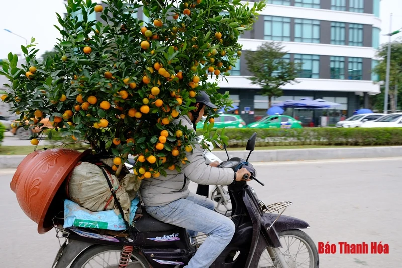 Chở đào, quất thuê kiếm tiền triệu mỗi ngày