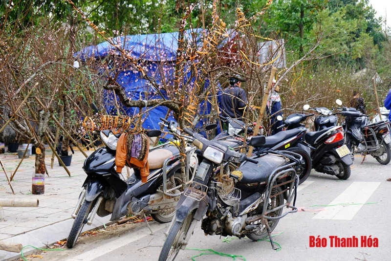 Chở đào, quất thuê kiếm tiền triệu mỗi ngày
