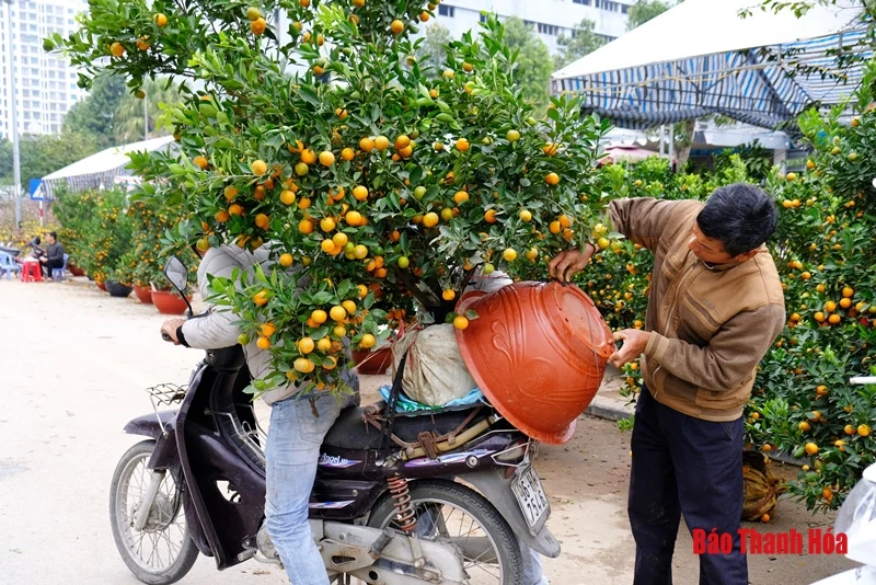 Chở đào, quất thuê kiếm tiền triệu mỗi ngày