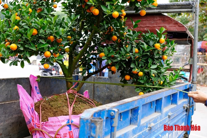 Chở đào, quất thuê kiếm tiền triệu mỗi ngày