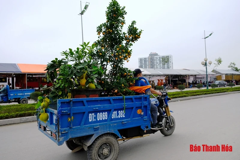 Chở đào, quất thuê kiếm tiền triệu mỗi ngày