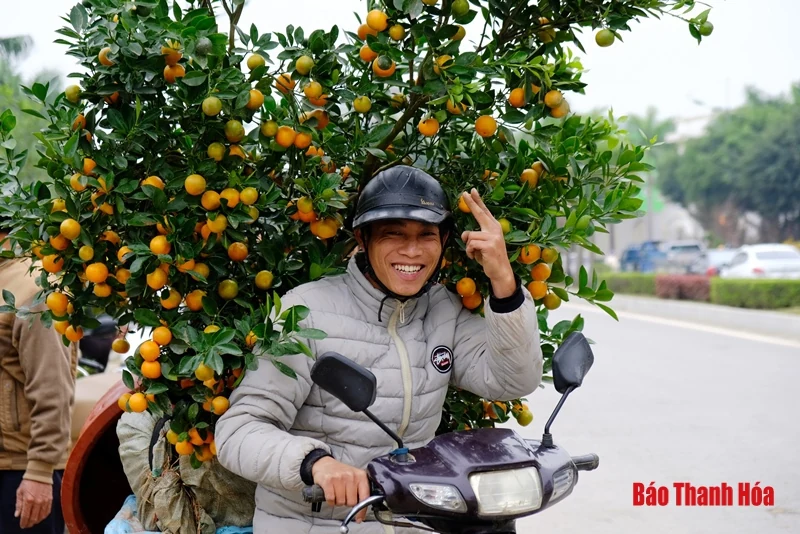 Chở đào, quất thuê kiếm tiền triệu mỗi ngày