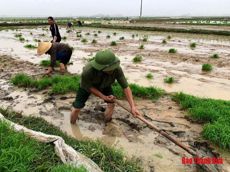 Xuống đồng đầu năm